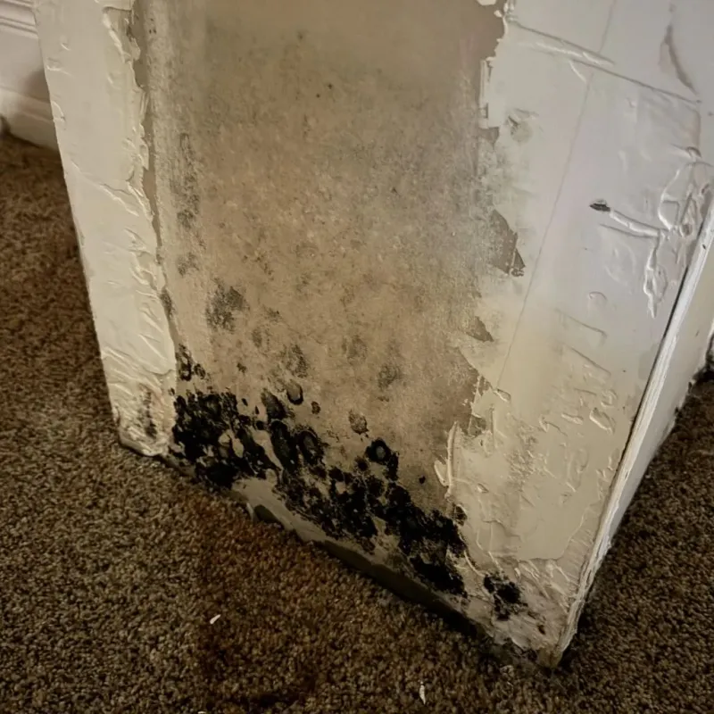 Professional Mold Removal in Porter, ME